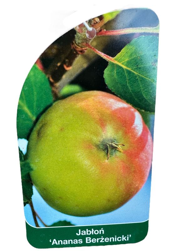 Jabłoń 'Ananas Berżeniecki' Malus domestica