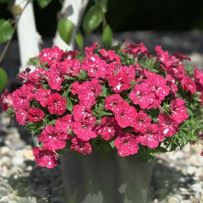 Petunia zwisająca 'Famous Cherry Sky' Petunia hybrida