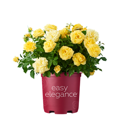 Róża 'Easy Elegance® High Voltage' Rosa hybrida