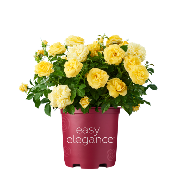 Róża 'Easy Elegance® High Voltage' Rosa hybrida