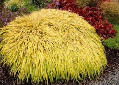 Hakonechloa wysmukła 'All Gold' Hakonechloa macra