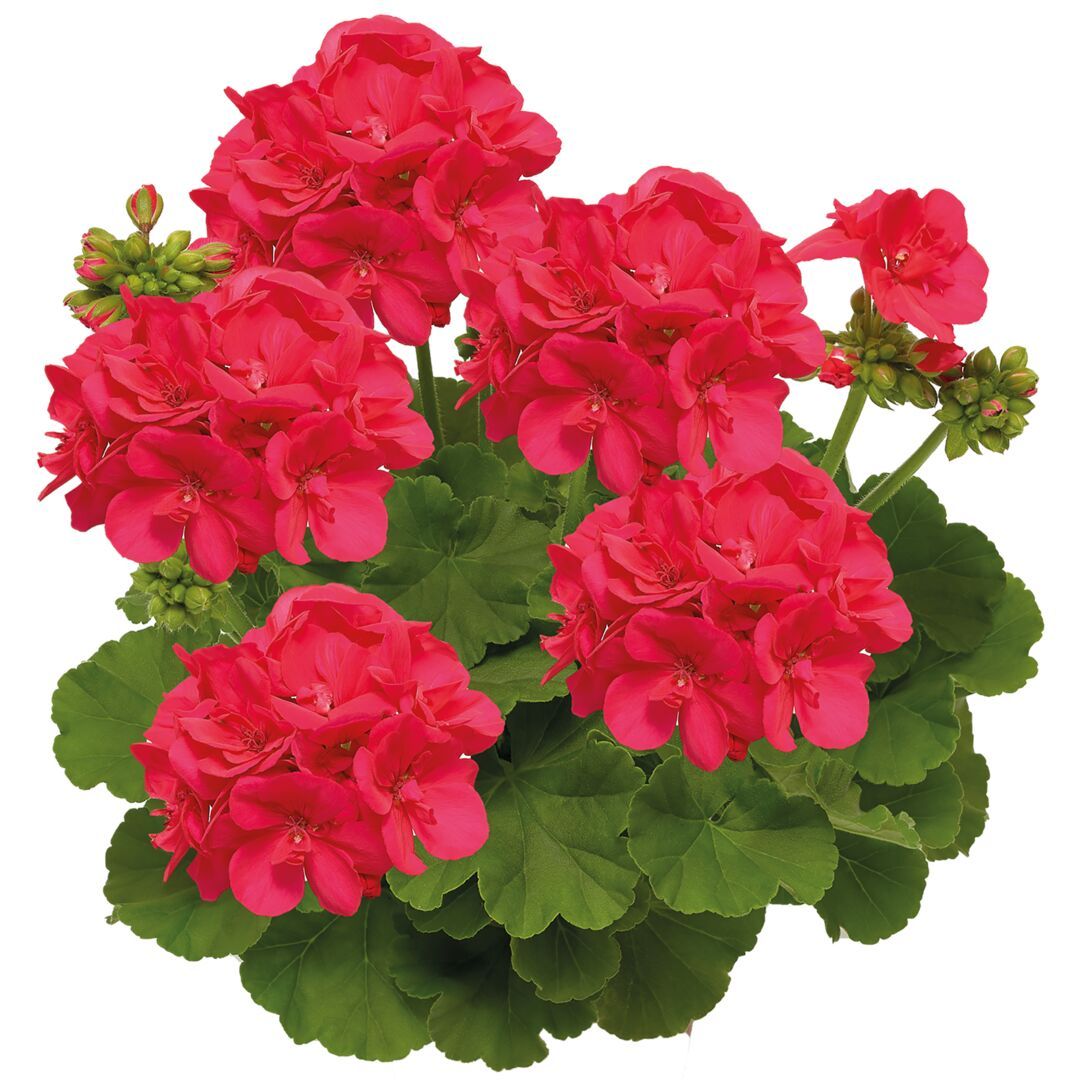 Pelargonia hybrydowa stojąca 'Calliope Deep Coral' Pelargonium interspecific