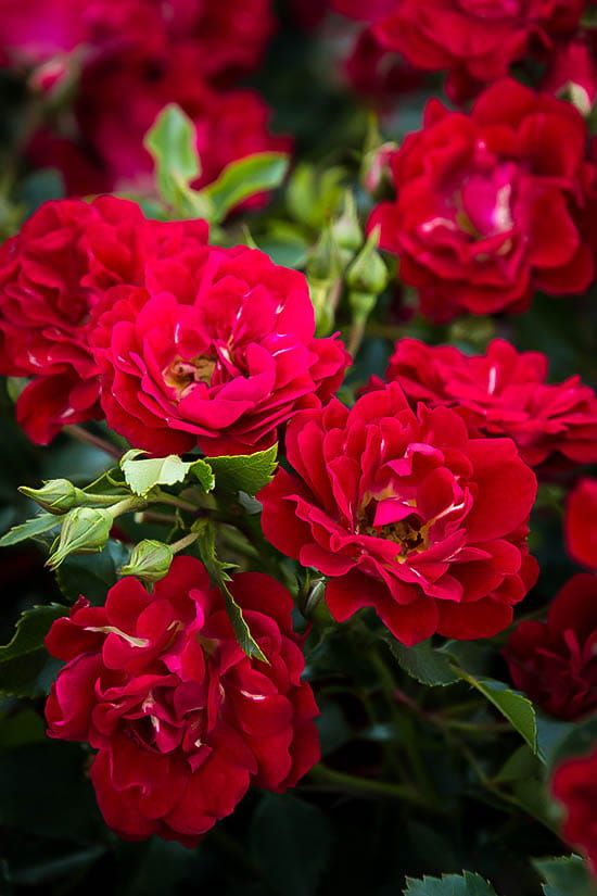 Róża okrywowa 'Drift® Red' Rosa hybrida