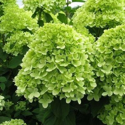 Hortensja bukietowa 'Little Lime' Hydrangea paniculata