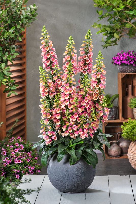 Naparstnica 'Arctic Fox Rose' Digitalis hybrida