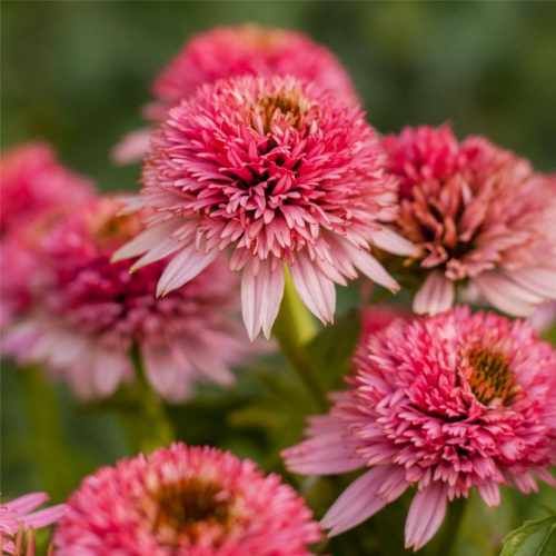Jeżówka 'Butterfly Kisses' Echinacea hybrida