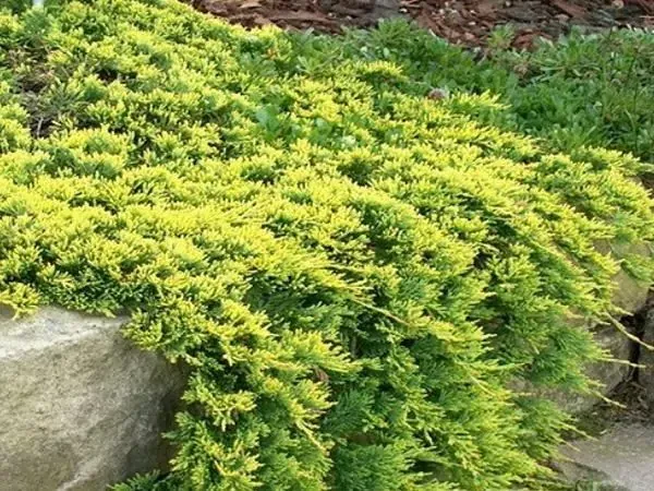 Jałowiec płożący 'Golden Carpet' Juniperus horizontalis