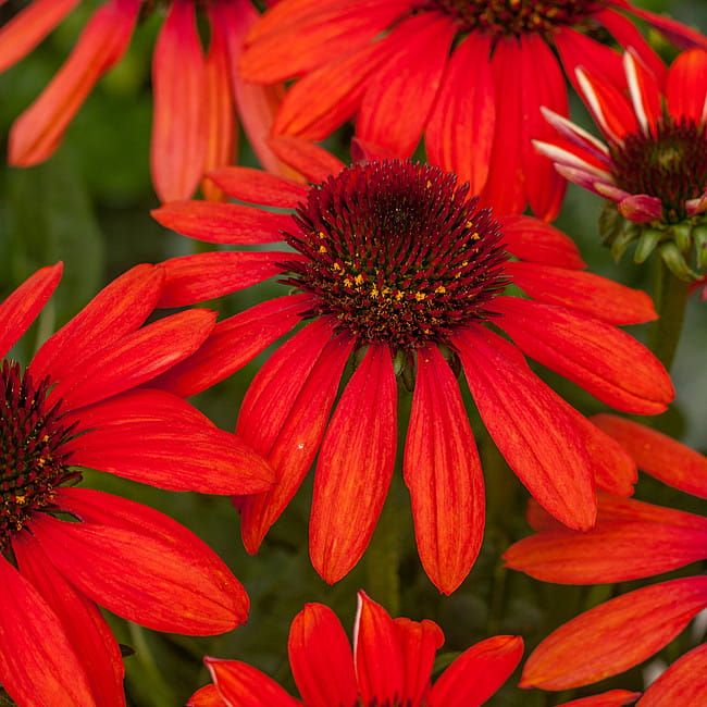 Jeżówka 'Pearl™ Red' Echinacea hybrida