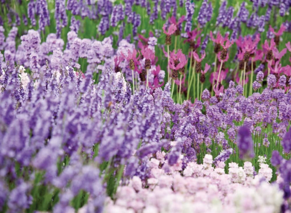 Lawenda wąskolistna 'Grosso' Lavandula angustifolia