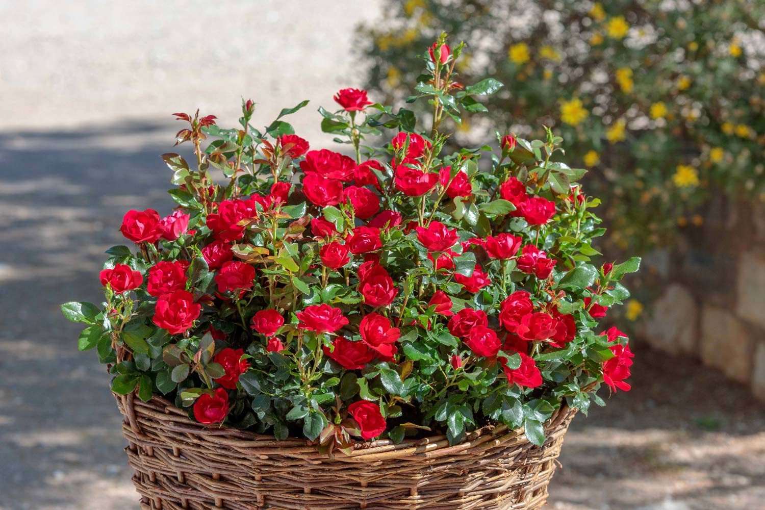 Róża miniaturka 'Zepetti' Rosa