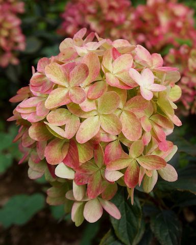 Hortensja bukietowa 'Graffiti'® Hydrangea paniculata