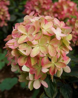 Hortensja bukietowa 'Graffiti'® Hydrangea paniculata