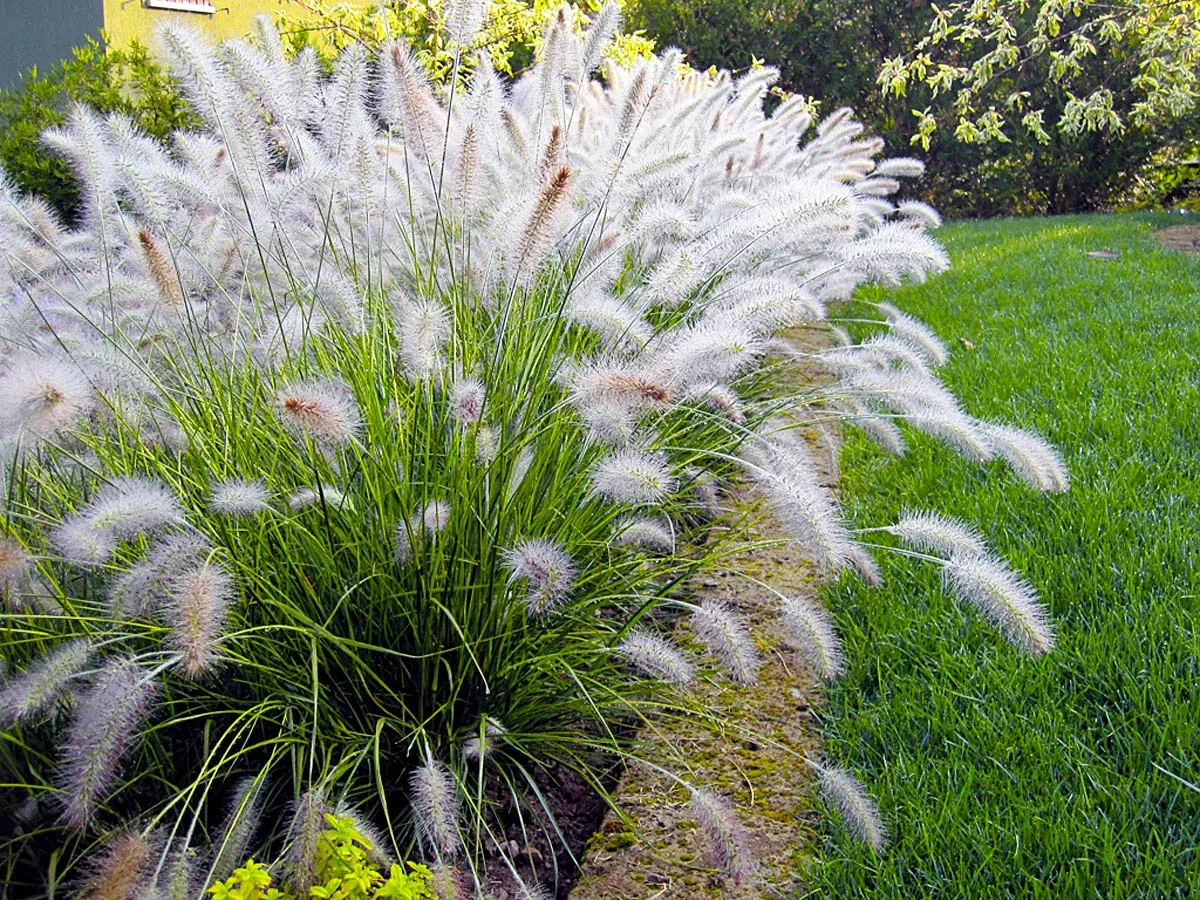 Rozplenica japońska 'Hameln' Pennisetum alopecuroides