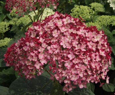 Hortensja drzewiasta 'Ruby Annabelle' Hydrangea arborescens