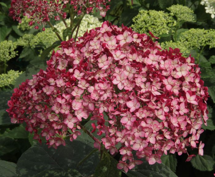Hortensja drzewiasta 'Ruby Annabelle' Hydrangea arborescens