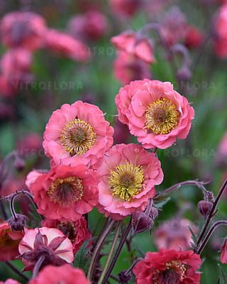 Kuklik 'Pink Petticoats' Geum hybrida