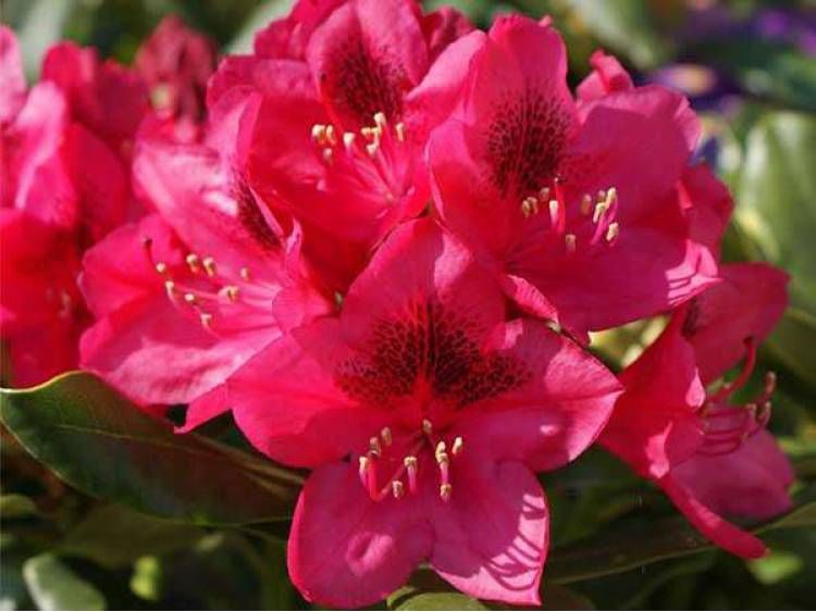 Rododendron Różanecznik 'Nowa Zembla' Rhododendron