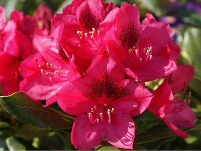 Rododendron Różanecznik 'Nowa Zembla' Rhododendron