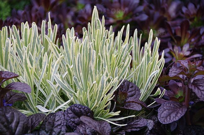 Lawenda 'Platinium Blonde' Lavandula intermedia