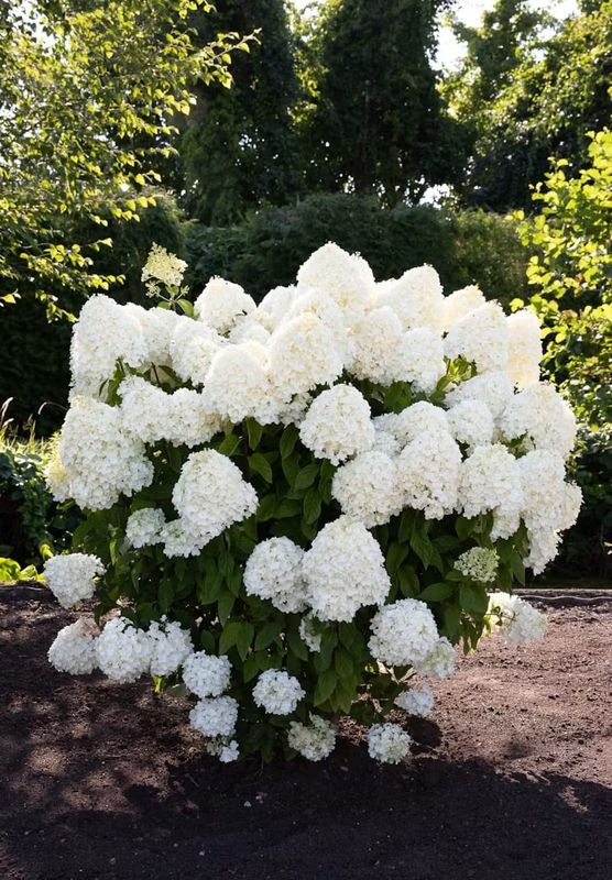 Hortensja bukietowa 'Living Summer Snow'® Hydrangea paniculata