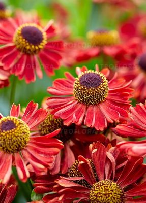 Dzielżan 'Mariachi™ Siesta' Helenium