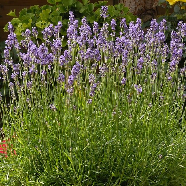 Lawenda wąskolistna 'Munstead' Lavandula angustifolia
