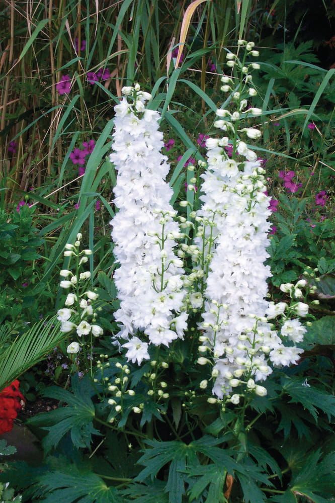 Ostróżka 'Excalibur Pure White' Delphinium hybrida