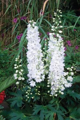 Ostróżka 'Excalibur Pure White' Delphinium hybrida