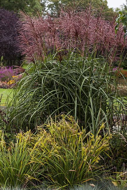 Miskant chiński 'Malepartus' Miscanthus sinensis