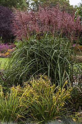 Miskant chiński 'Malepartus' Miscanthus sinensis