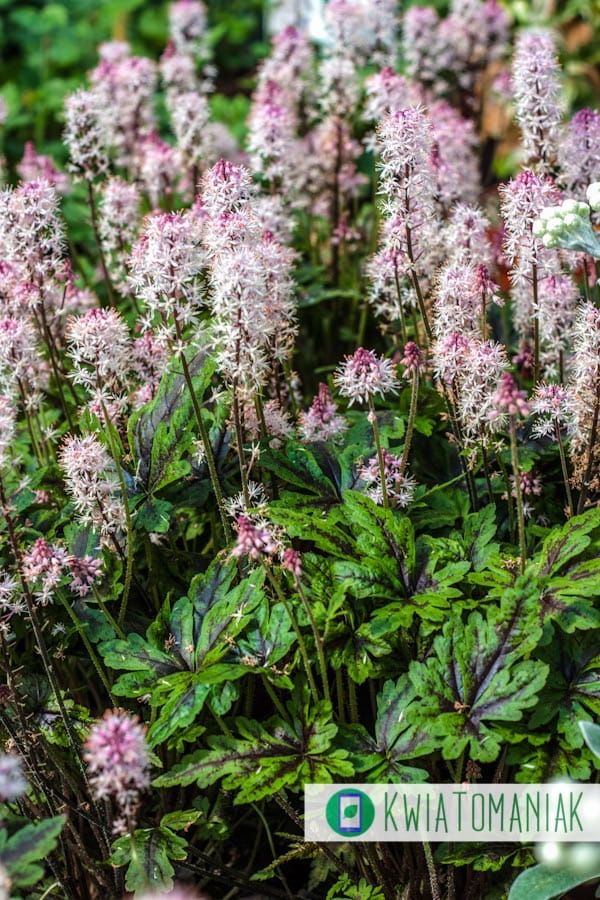 Żuraweczka 'Angel Wings' Heucherella hybrida
