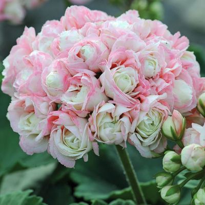 Pelargonia stojąca różana 'Appleblossom' Pelargonium zonale