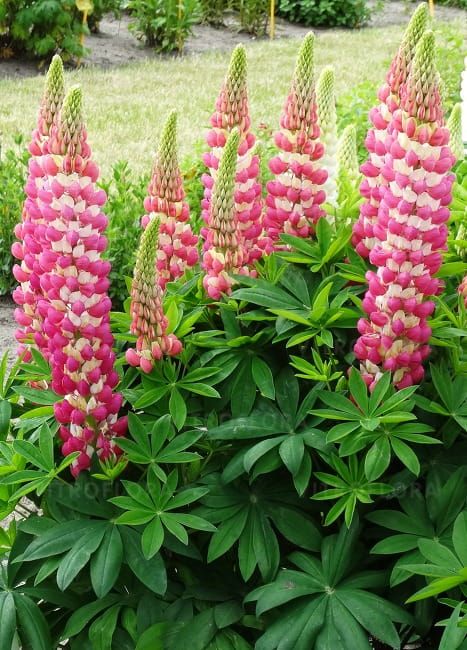 Łubin 'West Country™ Rachel de Thame' Lupinus hybrida