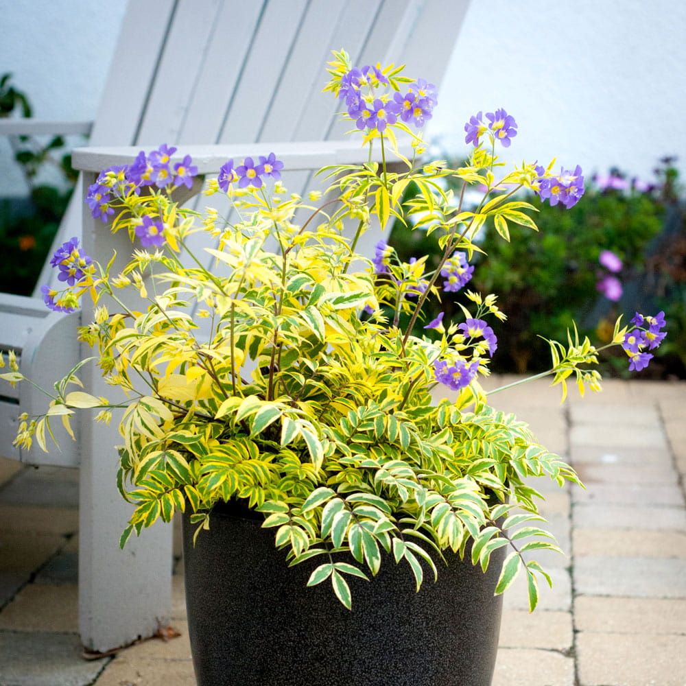 Wielosił 'Golden feathers' Polemonium reptans