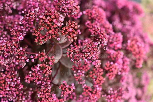 Rozchodnik 'SunSparkler® Cherry Tart' Sedum hybrida