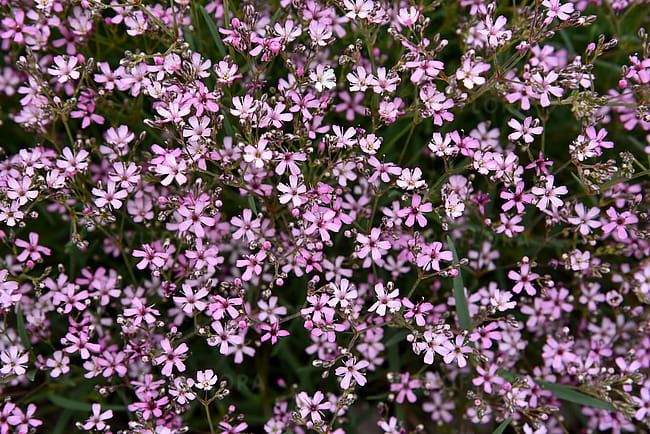 Gipsówka 'Knuddel' Gypsophilla repens