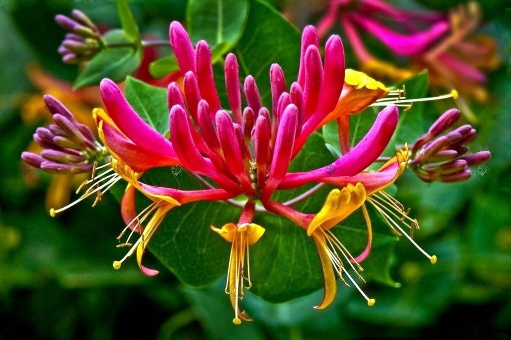 Wiciokrzew 'Goldflame' Lonicera hecrottii