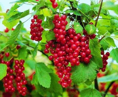 Porzeczka czerwona 'Jonkheer van Tets' Ribes rubrum