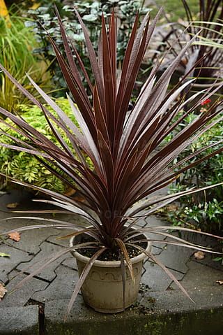 Kordylina australijska 'Red Star' Cordyline australis