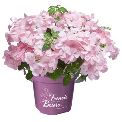 Hortensja uciekająca panna młoda Różowa 'French Bolero® Pink' Hydrangea hybrida