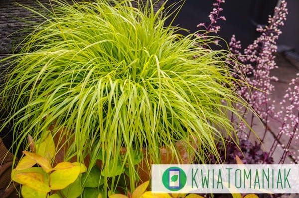 Rozplenica japońska 'Hameln Gold' Pennisetum alopecuroides