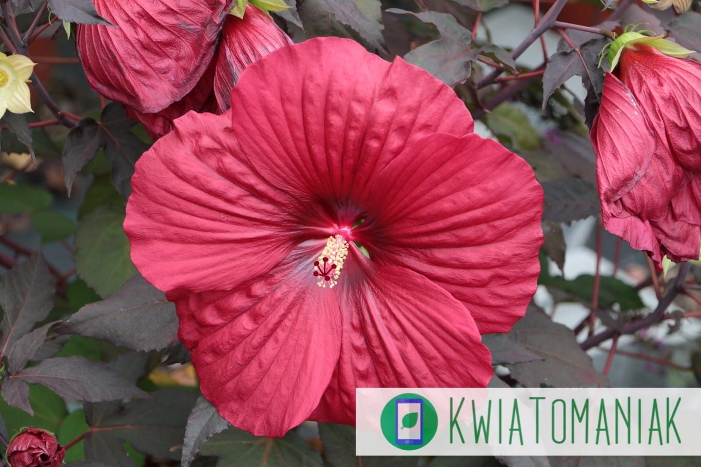 Hibiskus bagienny 'Summerific® Holy Grail' Hibiscus hybrida