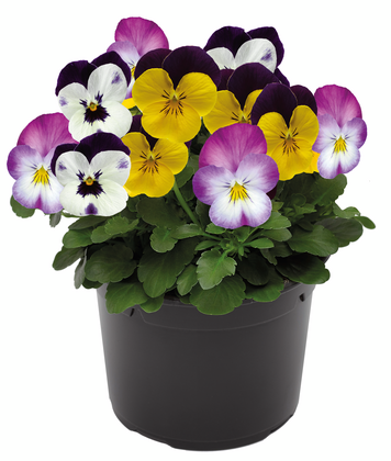 Bratek Bramy Niebios