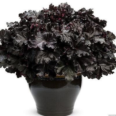 Żurawka 'Black Pearl' Heuchera