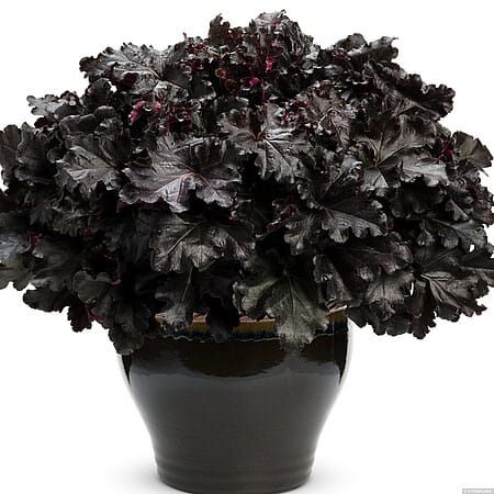 Żurawka 'Black Pearl' Heuchera