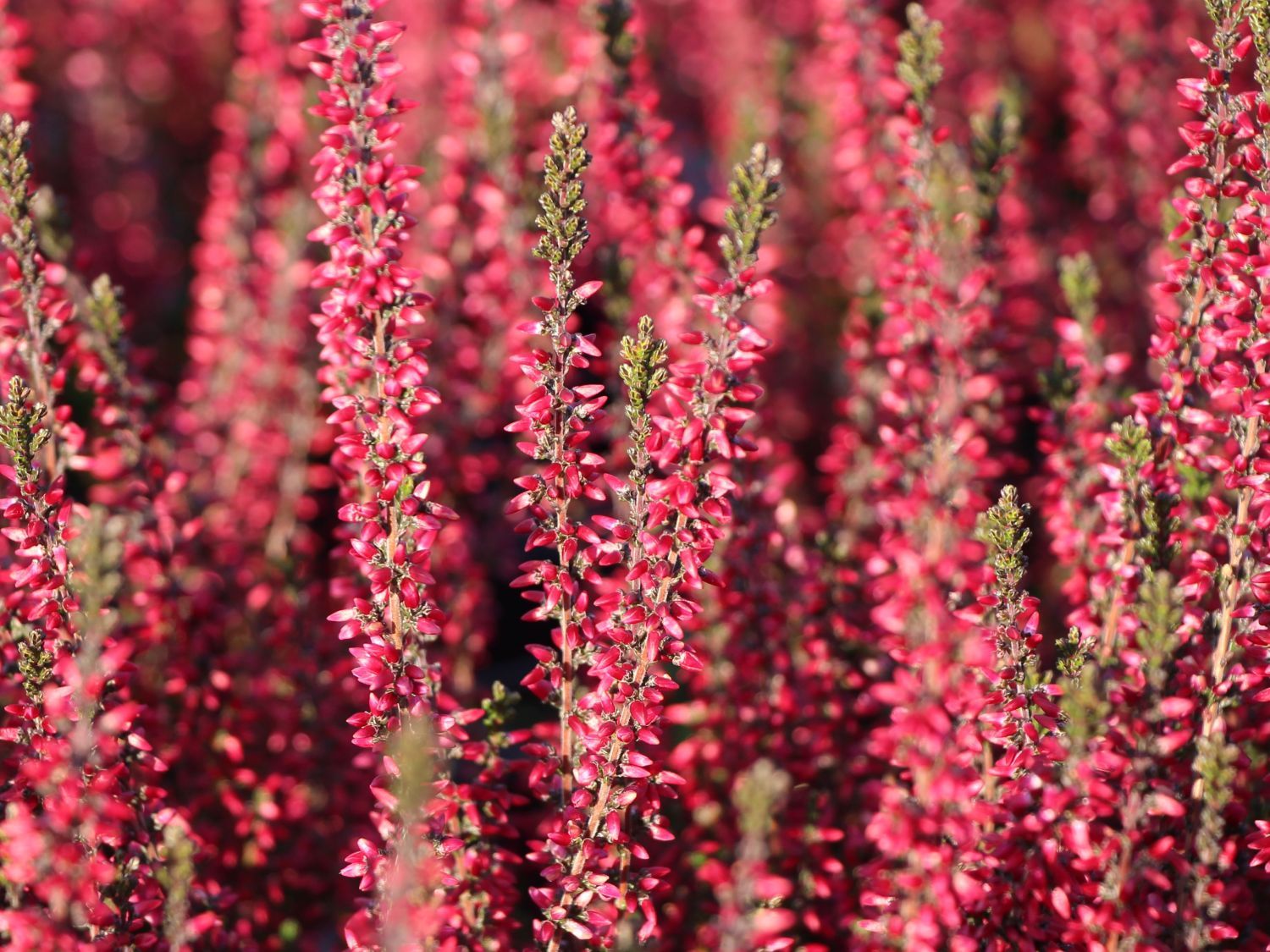 Wrzos czerowny Garden Girls® Calluna vulgaris
