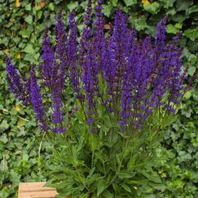 Szałwia omszona 'Night Field' Salvia nemorosa