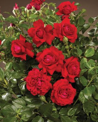 Róża pnąca 'Courtyard® Grand Award™ Poulcy014(N)' Rosa hybrida