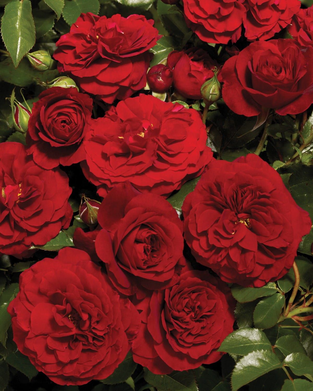 Róża pnąca 'Courtyard® Farruca™ Poulcy032(N)' Rosa hybrida