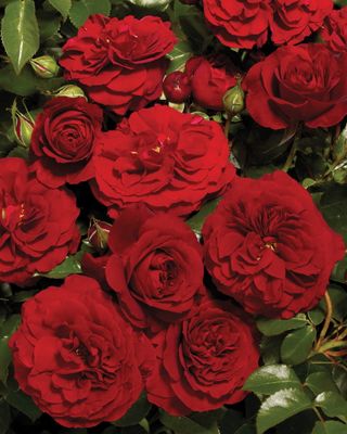Róża pnąca 'Courtyard® Farruca™ Poulcy032(N)' Rosa hybrida